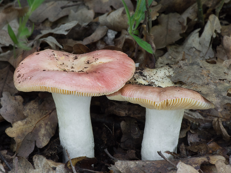 Russula decipiens